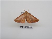 藏品(尺蛾2)的圖片